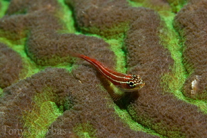 Striped Triplefin on Hard Coral by Tony Cherbas 